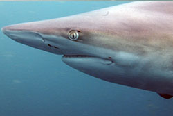 Reef shark